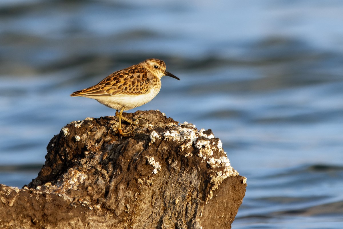 Least Sandpiper - ML623416277