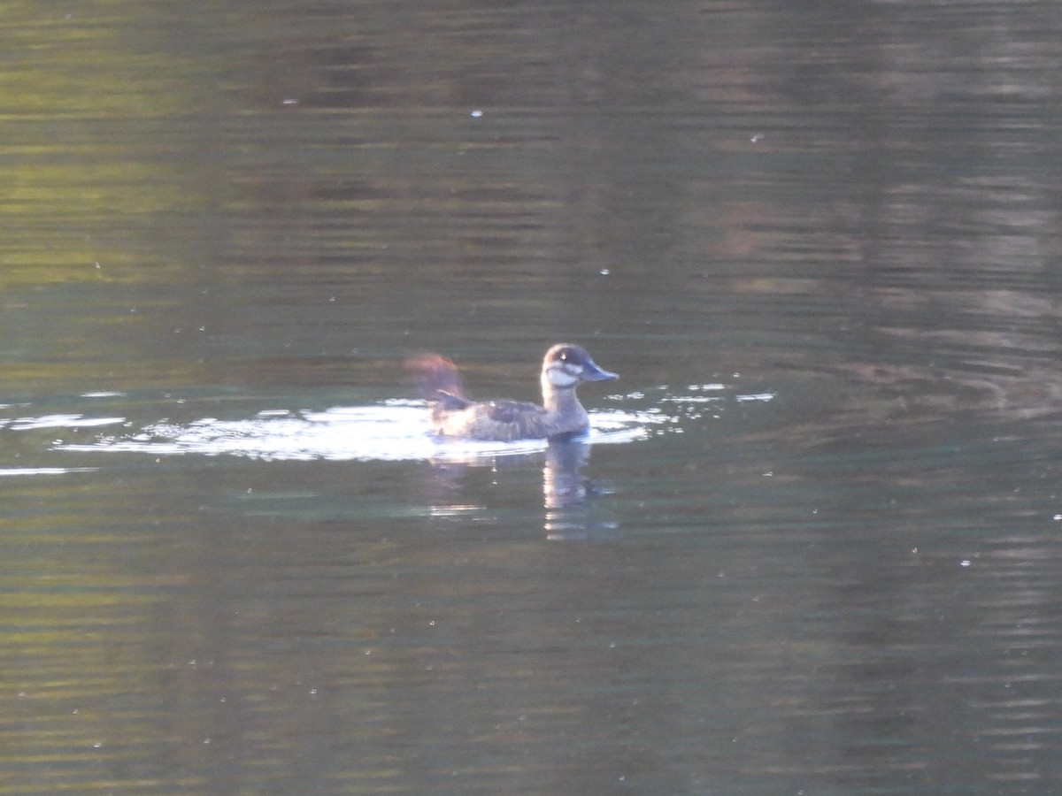 Ruddy Duck - ML623416304