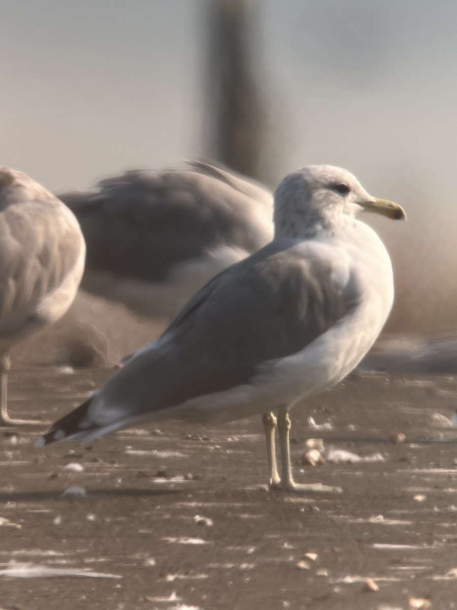 California Gull - ML623416339