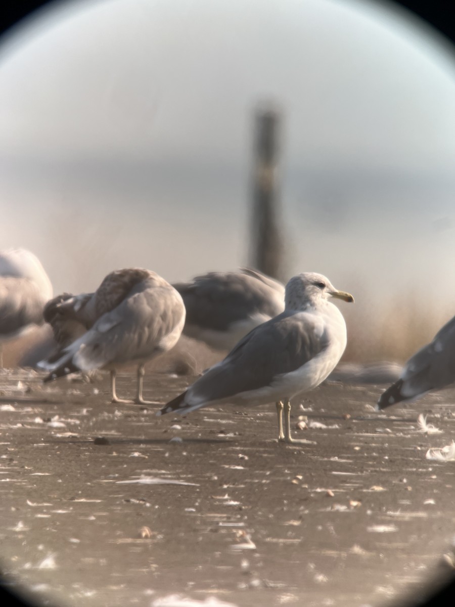 California Gull - ML623416341