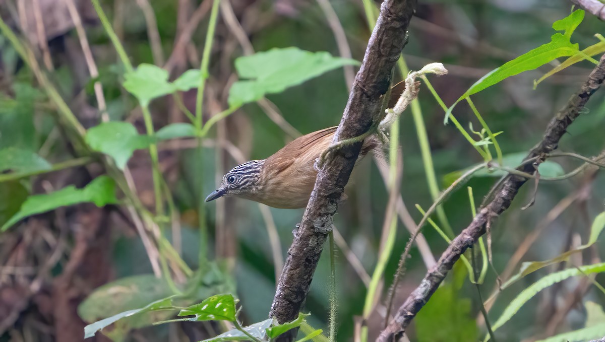 Brown Tit-Babbler - ML623416342