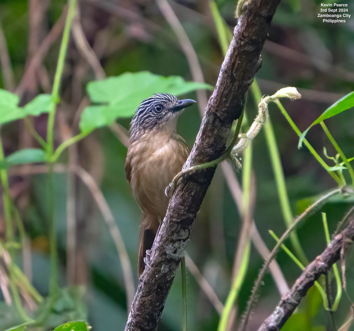 Brown Tit-Babbler - ML623416343