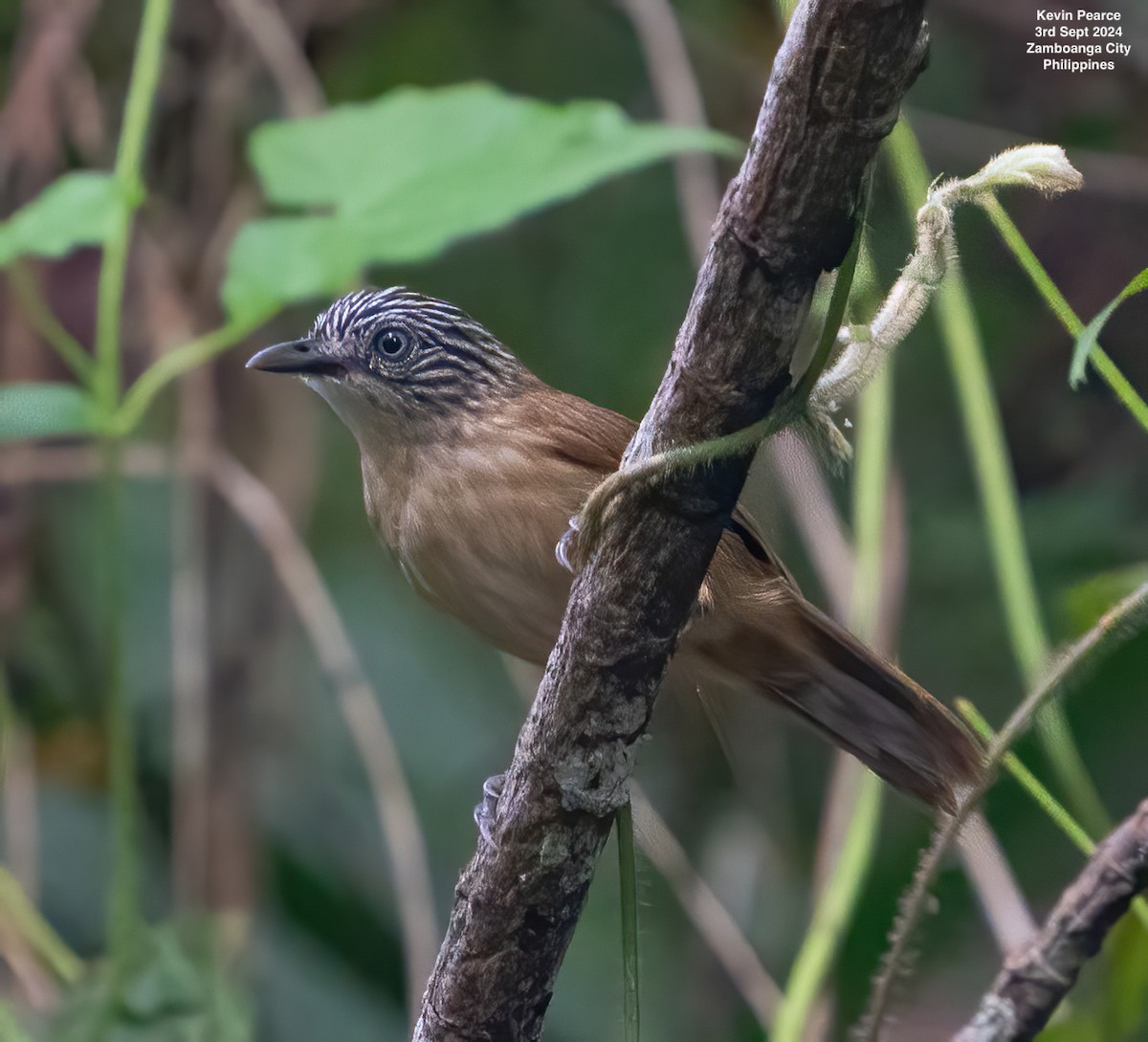 Brown Tit-Babbler - ML623416344