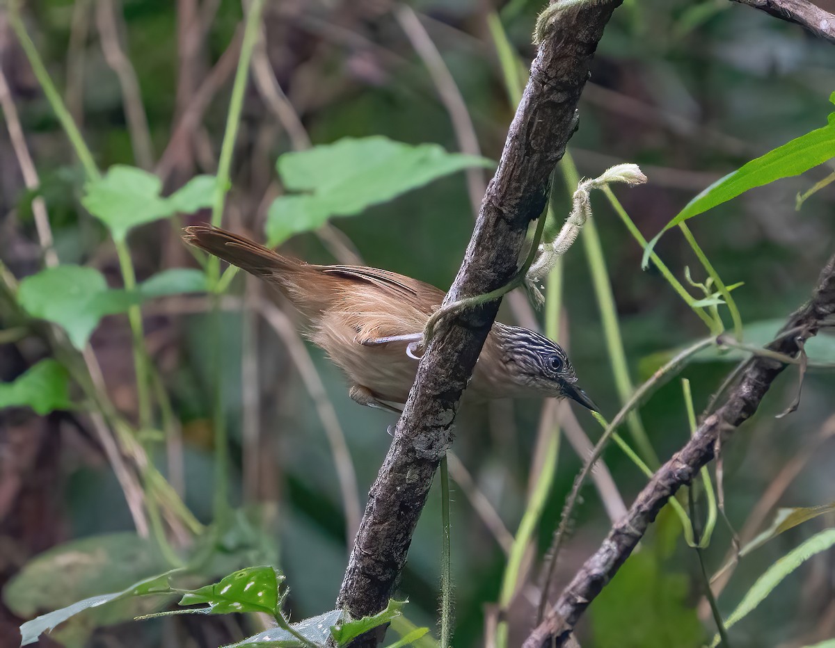 Brown Tit-Babbler - ML623416345