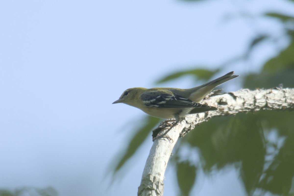 Bay-breasted Warbler - ML623416376