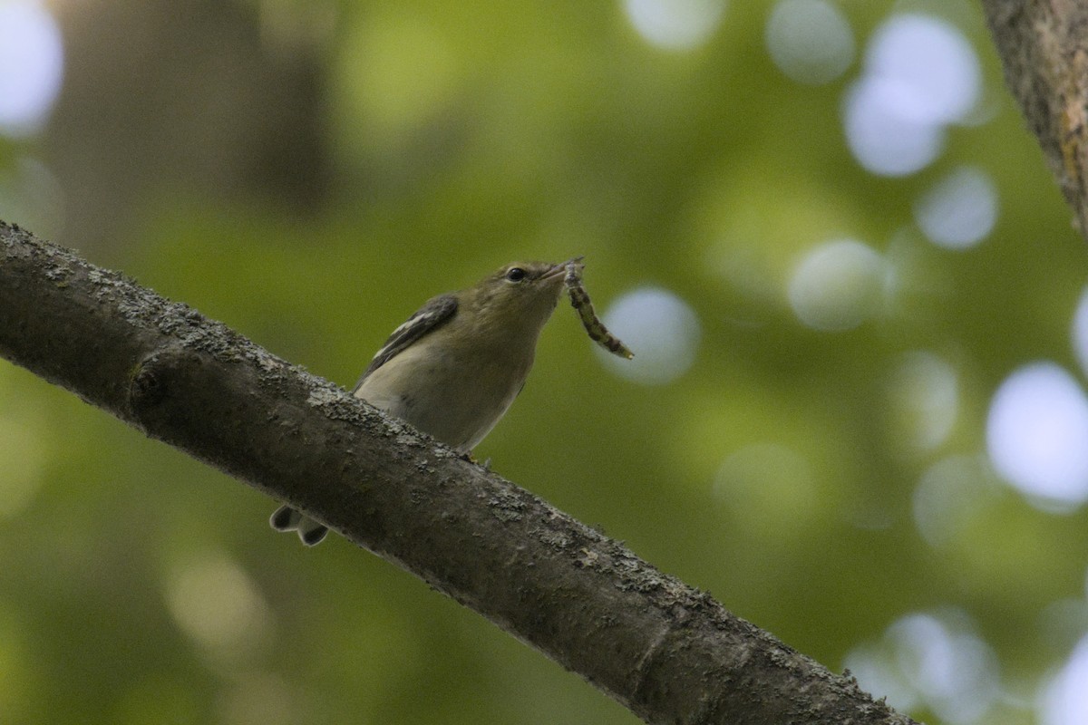 Bay-breasted Warbler - ML623416377