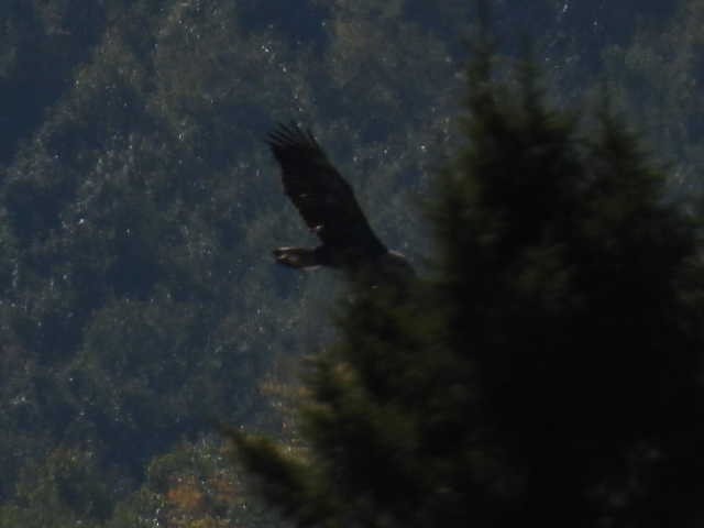 Bald Eagle - ML623416380