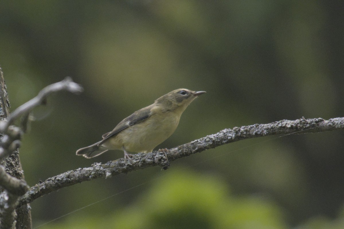 Black-throated Blue Warbler - ML623416393