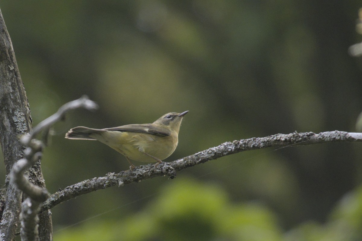 Black-throated Blue Warbler - ML623416395