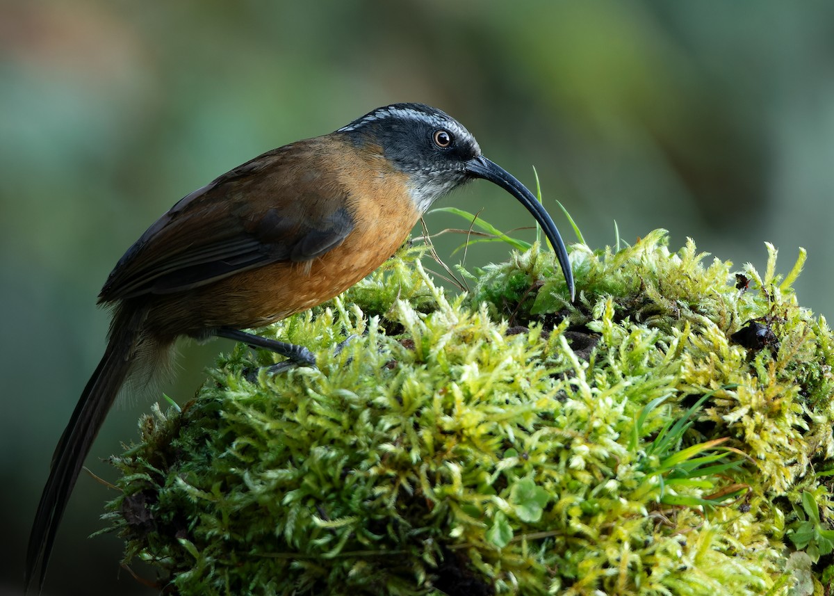 Slender-billed Scimitar-Babbler - ML623416401