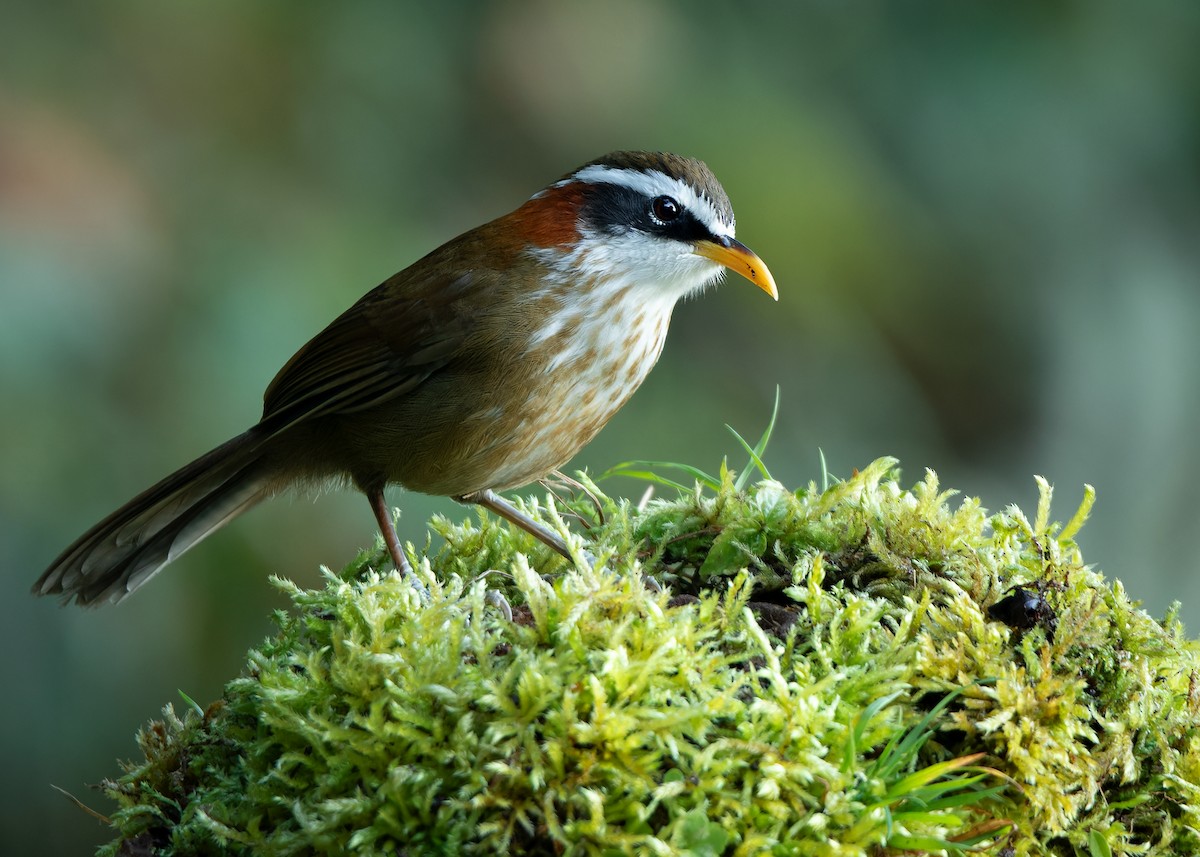 Streak-breasted Scimitar-Babbler - ML623416412