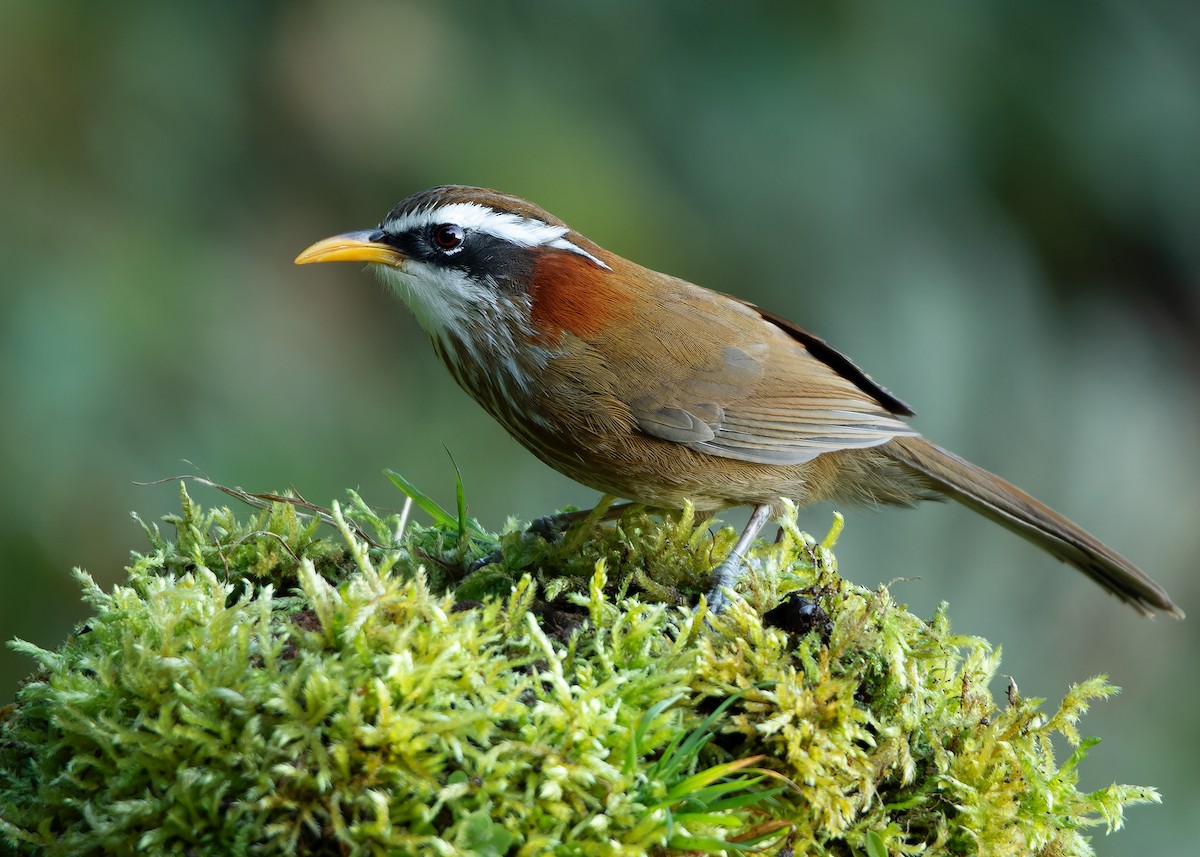 Streak-breasted Scimitar-Babbler - ML623416413