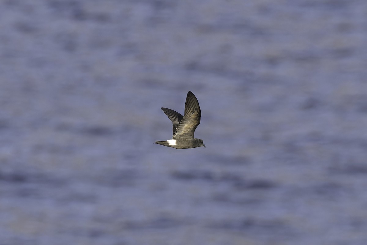 Band-rumped Storm-Petrel - ML623416414