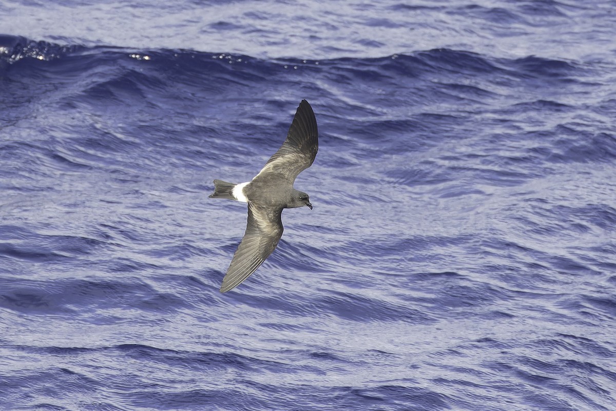 Band-rumped Storm-Petrel - ML623416419