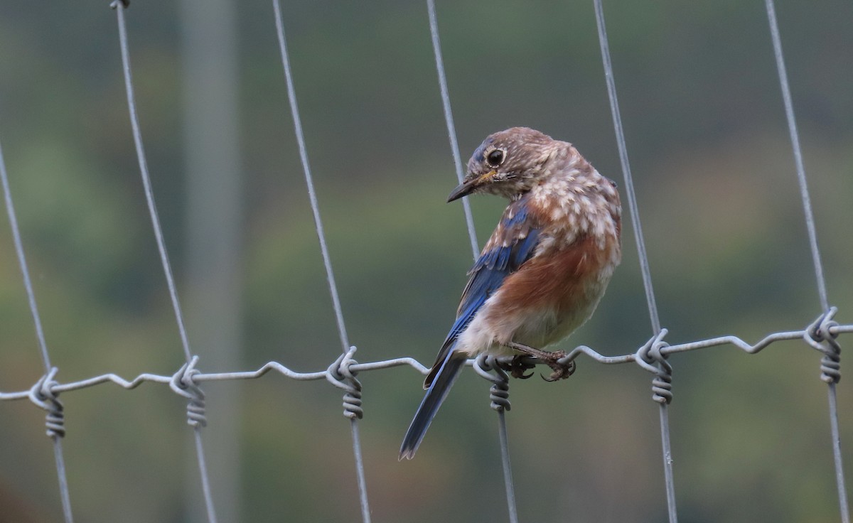 Eastern Bluebird - ML623416426