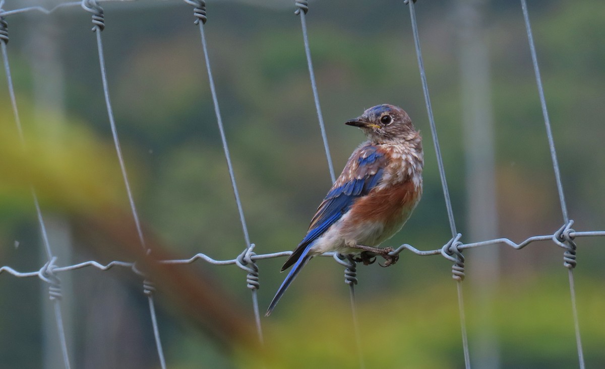 Eastern Bluebird - ML623416427