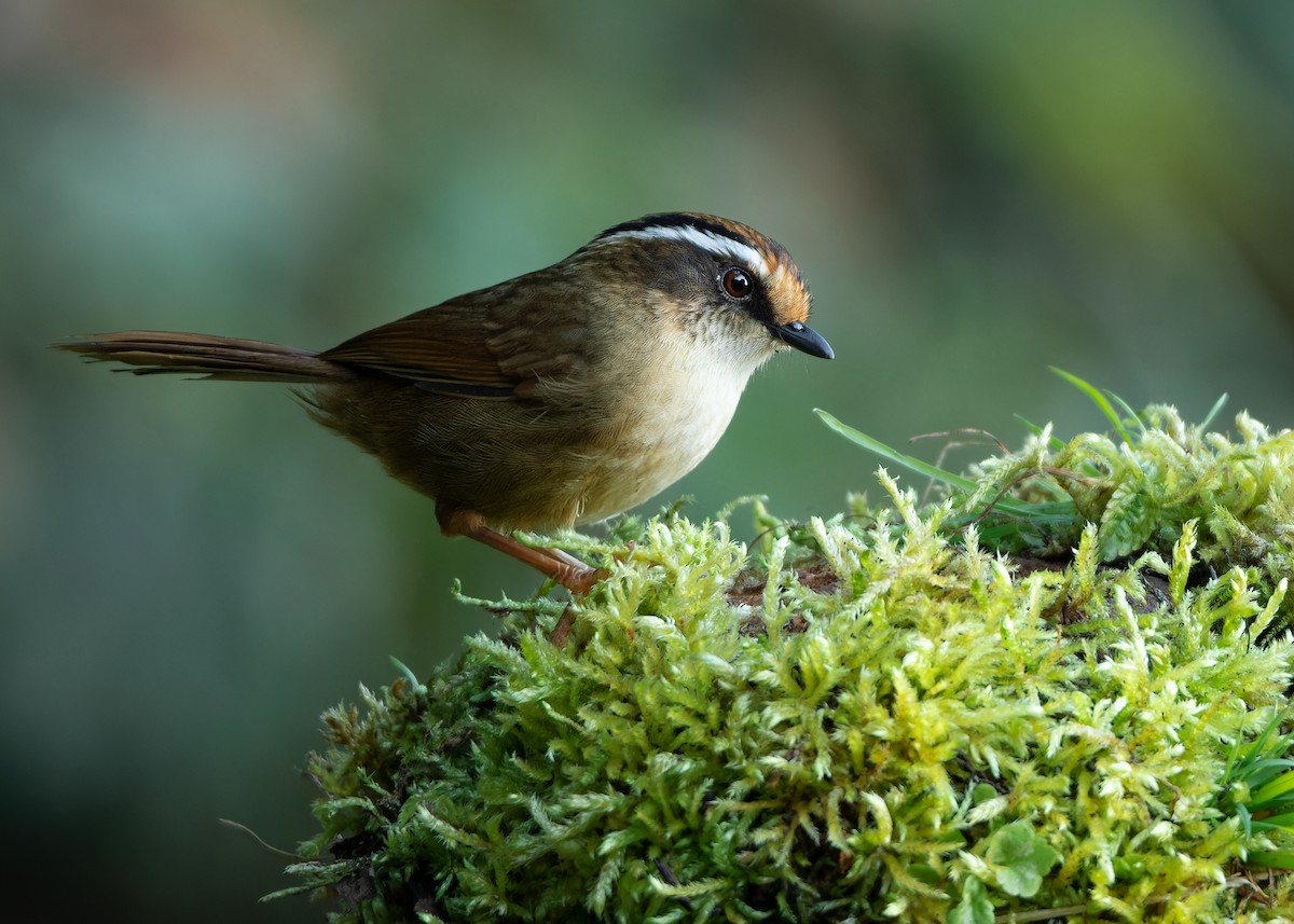 Rusty-capped Fulvetta - ML623416429