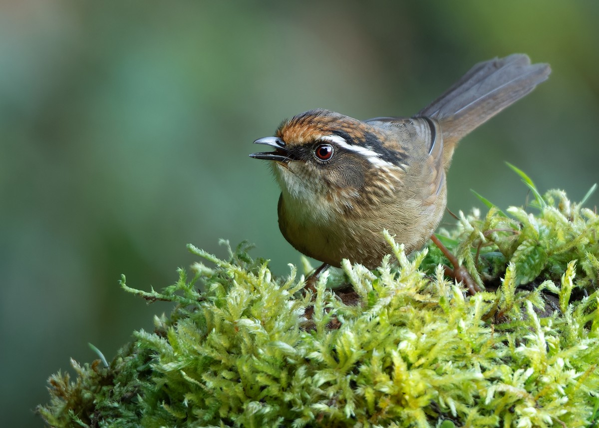 Rusty-capped Fulvetta - ML623416430