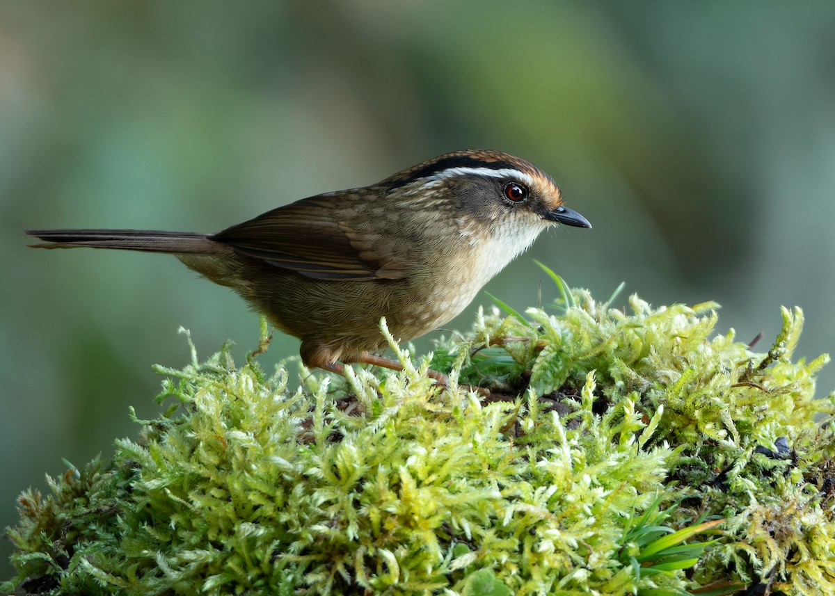 Rusty-capped Fulvetta - ML623416431