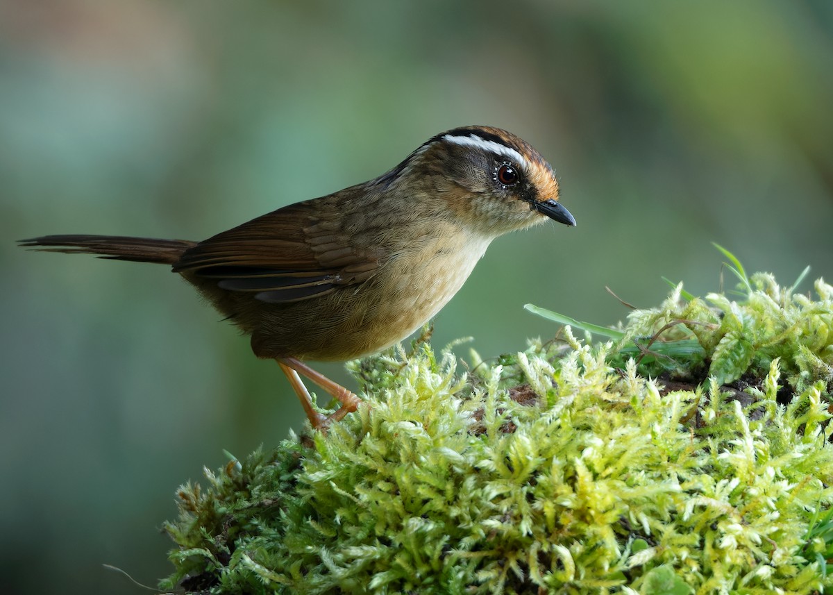 Rusty-capped Fulvetta - ML623416432