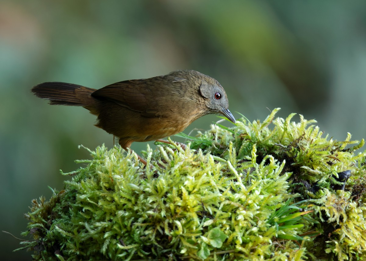 Spot-throated Babbler - Ayuwat Jearwattanakanok