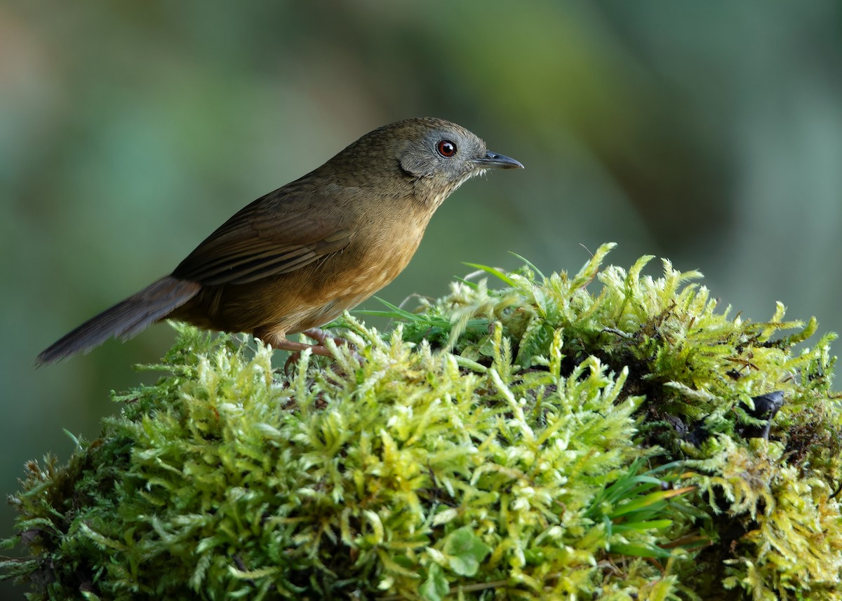 Spot-throated Babbler - ML623416437