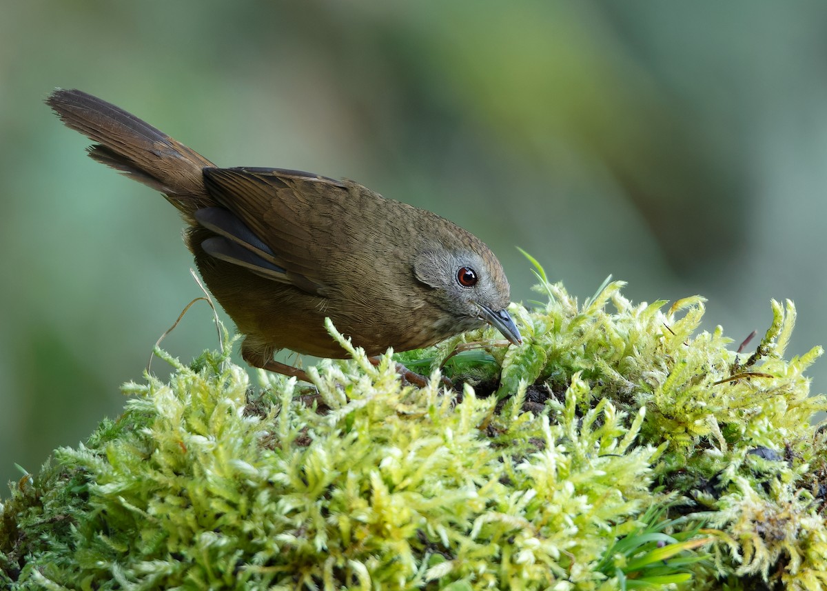 Spot-throated Babbler - ML623416438