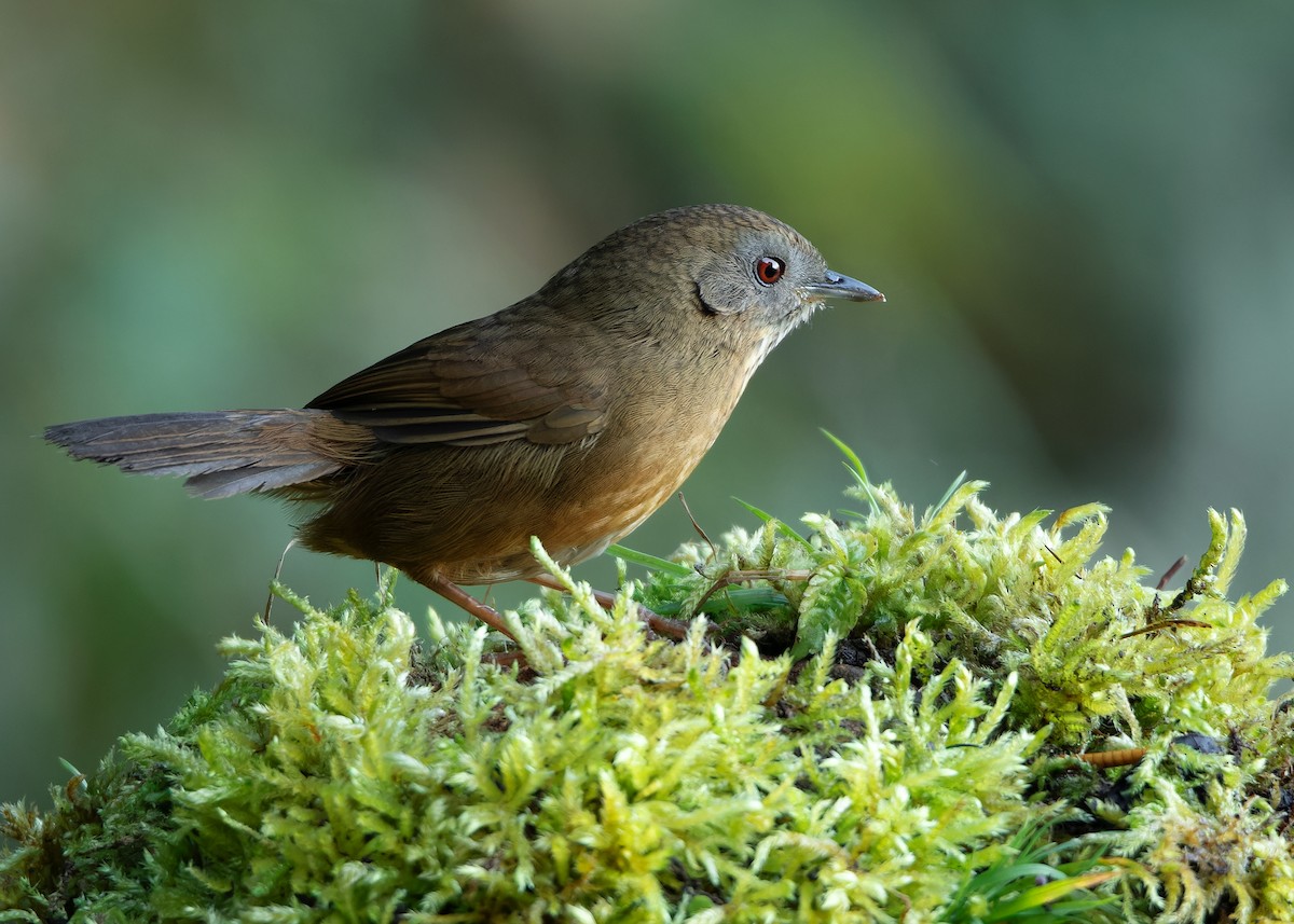 Spot-throated Babbler - ML623416439