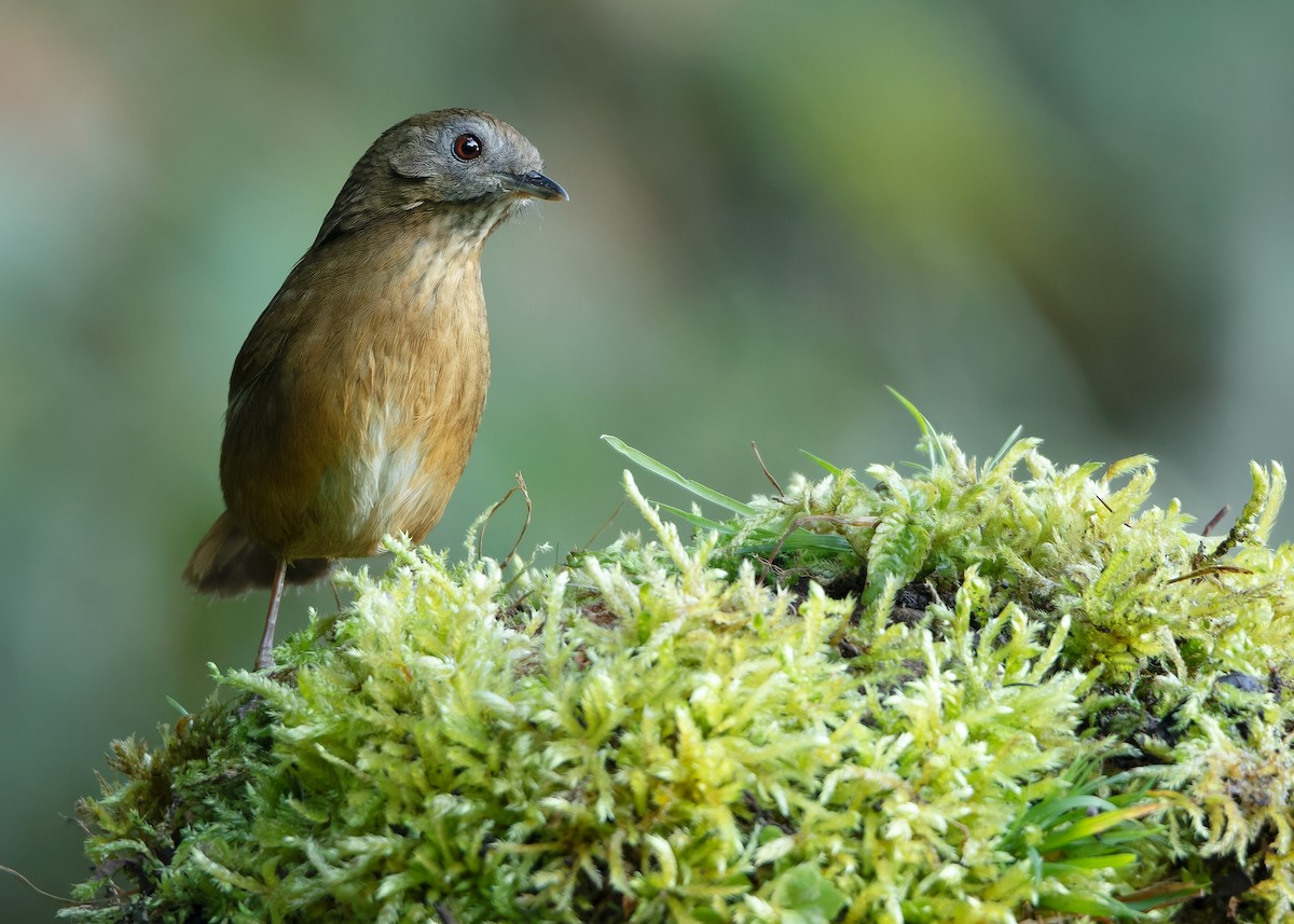 Spot-throated Babbler - ML623416440