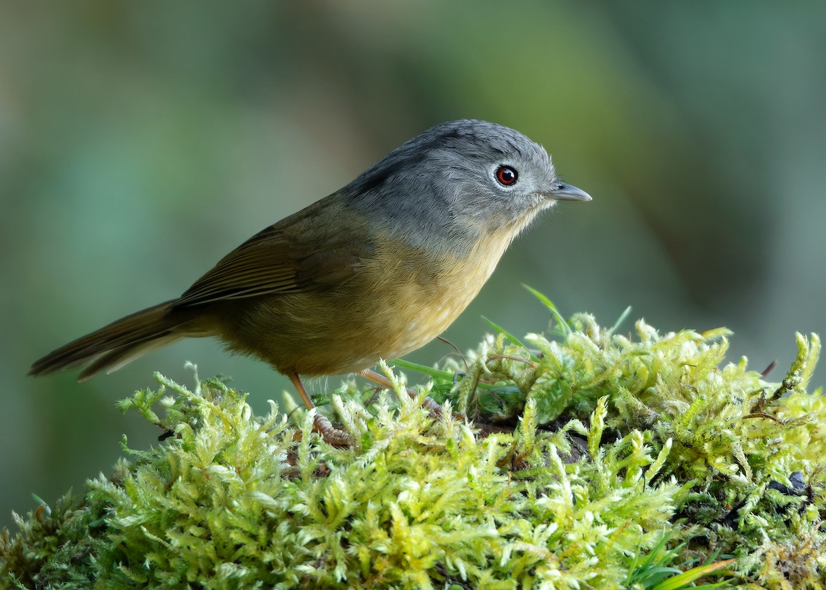 Yunnan Fulvetta - ML623416443