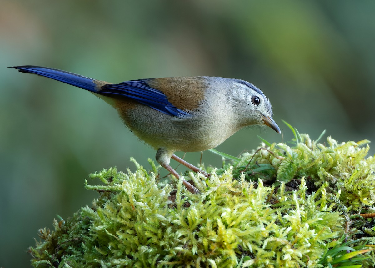 Blue-winged Minla - Ayuwat Jearwattanakanok