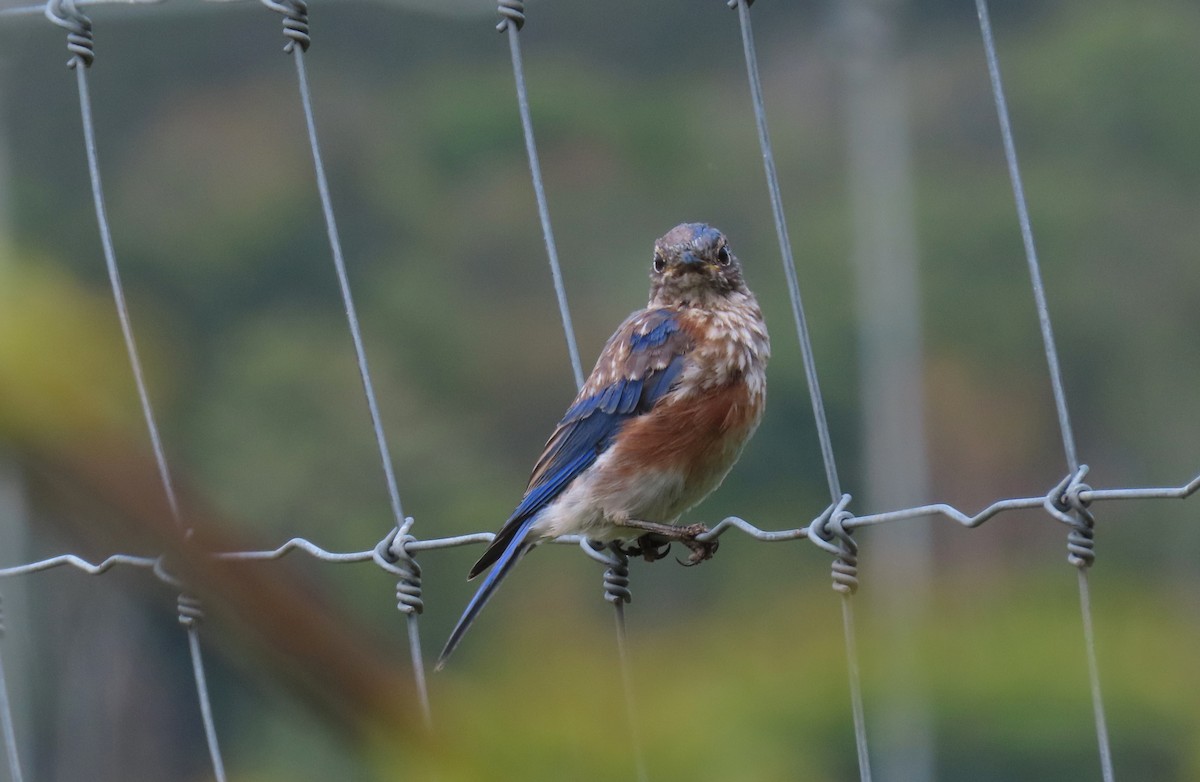 Eastern Bluebird - ML623416452