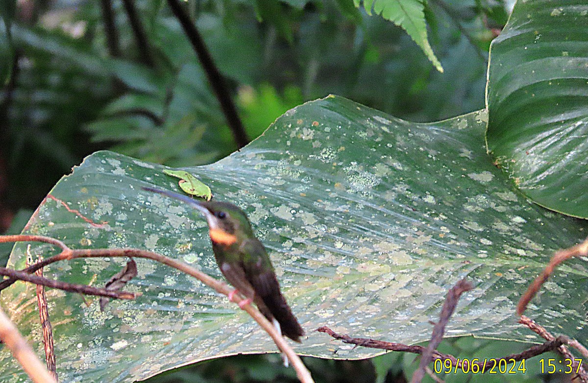 Pale-tailed Barbthroat - ML623416453