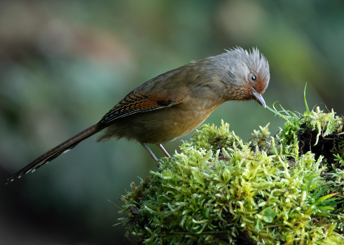 Rusty-fronted Barwing - Ayuwat Jearwattanakanok