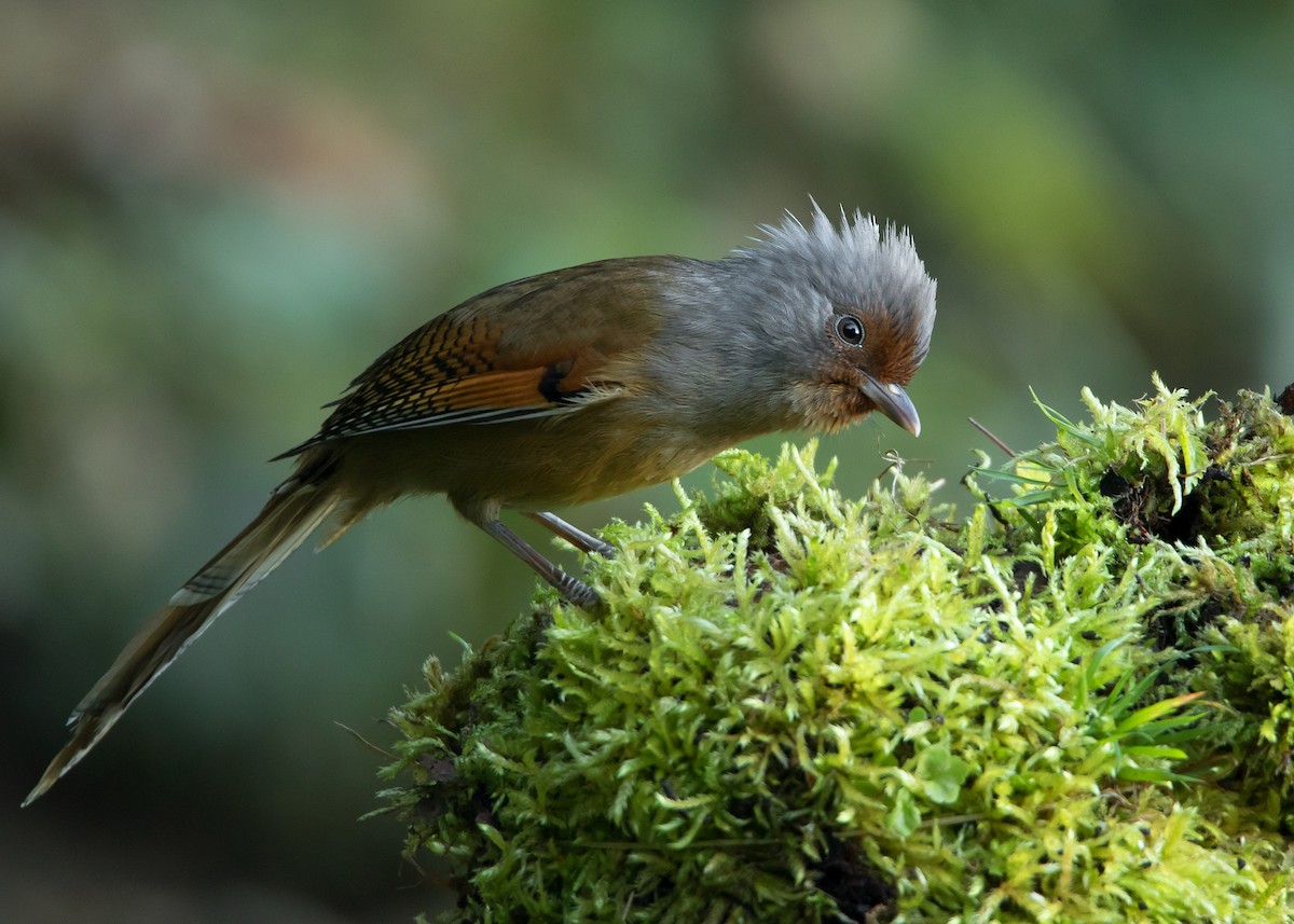 Rusty-fronted Barwing - ML623416463