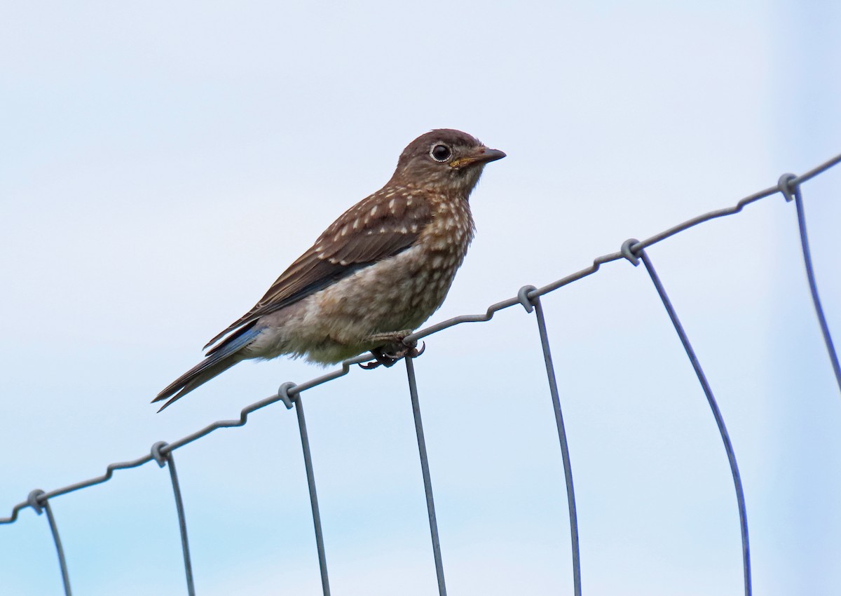 Eastern Bluebird - ML623416466