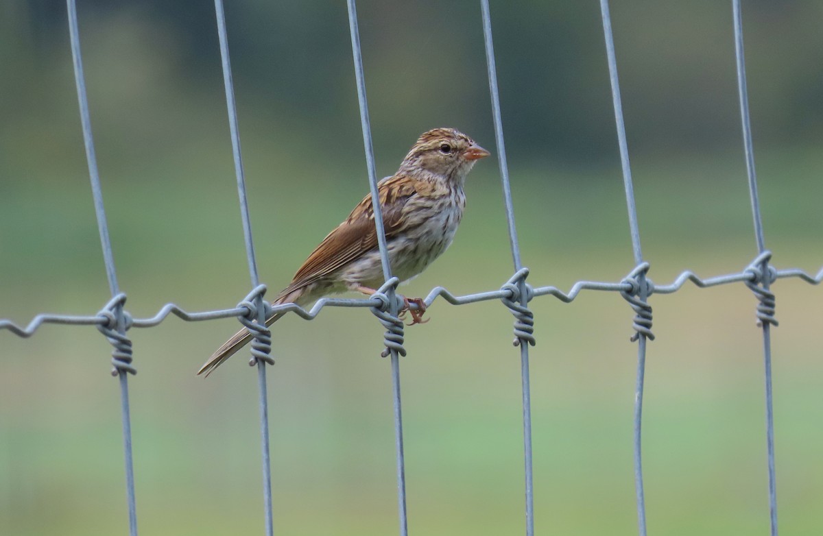 Chipping Sparrow - ML623416481