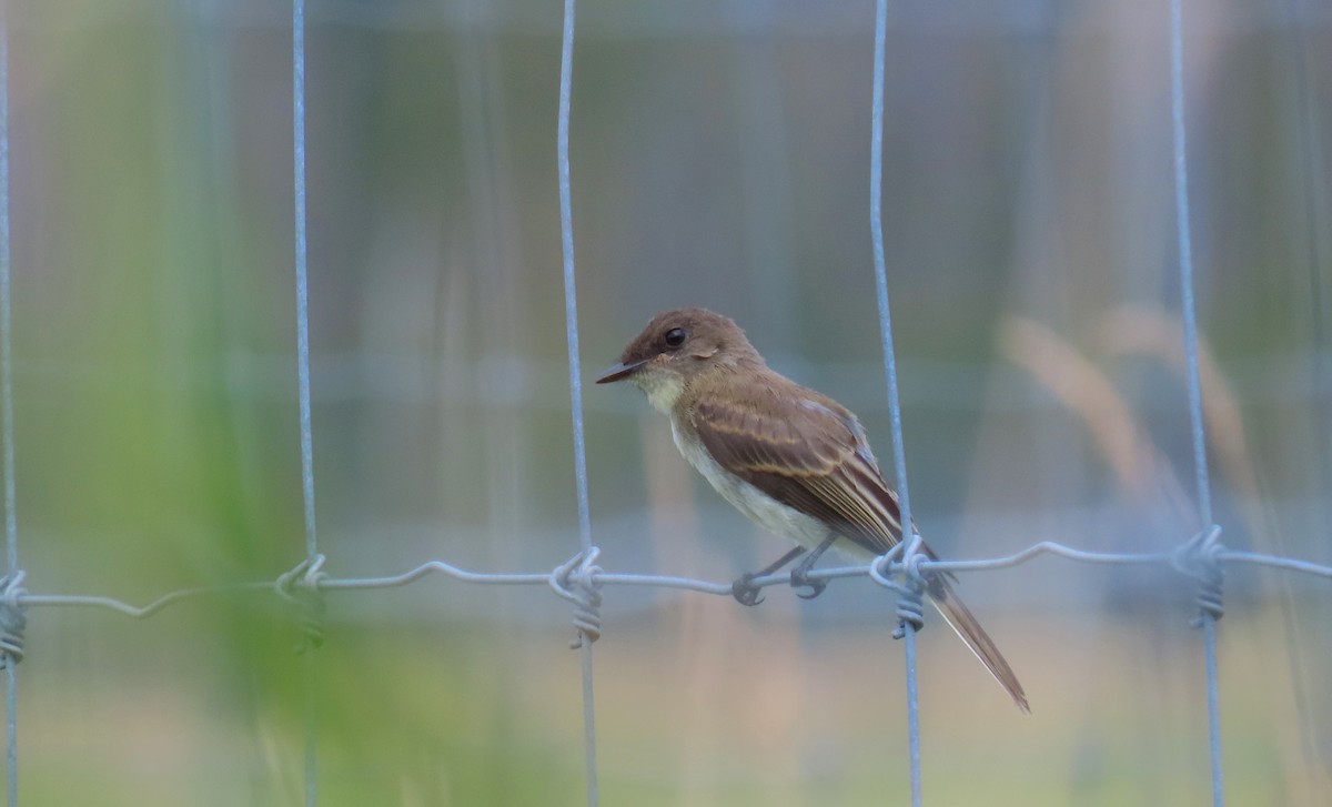 Eastern Phoebe - ML623416507