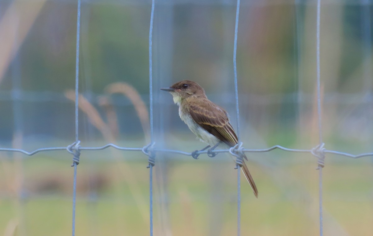 Eastern Phoebe - ML623416508