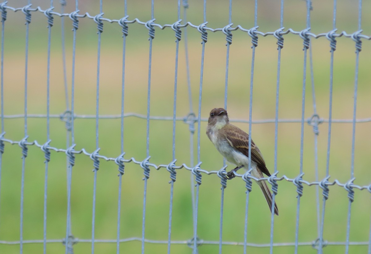 Eastern Phoebe - ML623416509