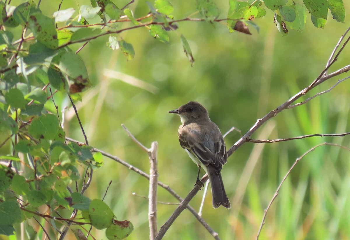 Eastern Phoebe - ML623416511