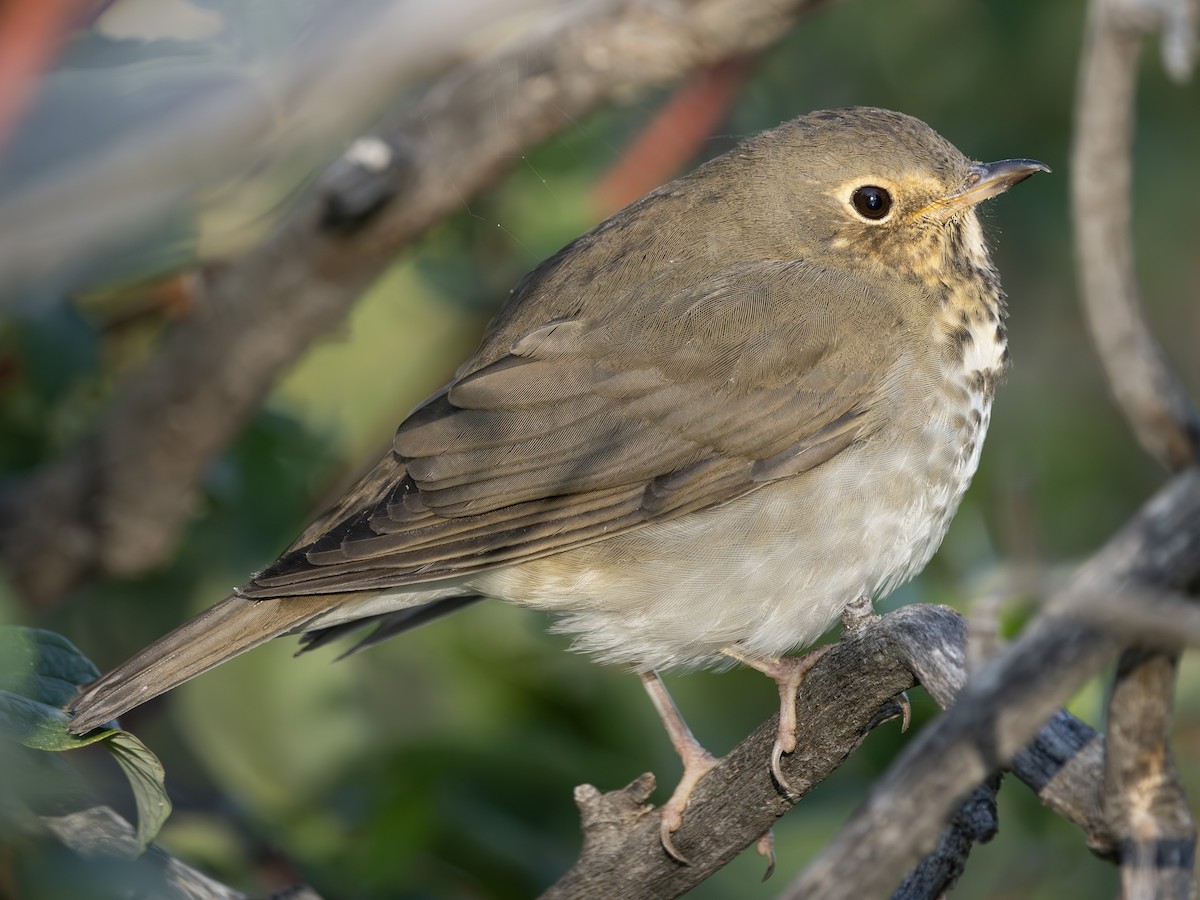 Tordo di Swainson - ML623416557