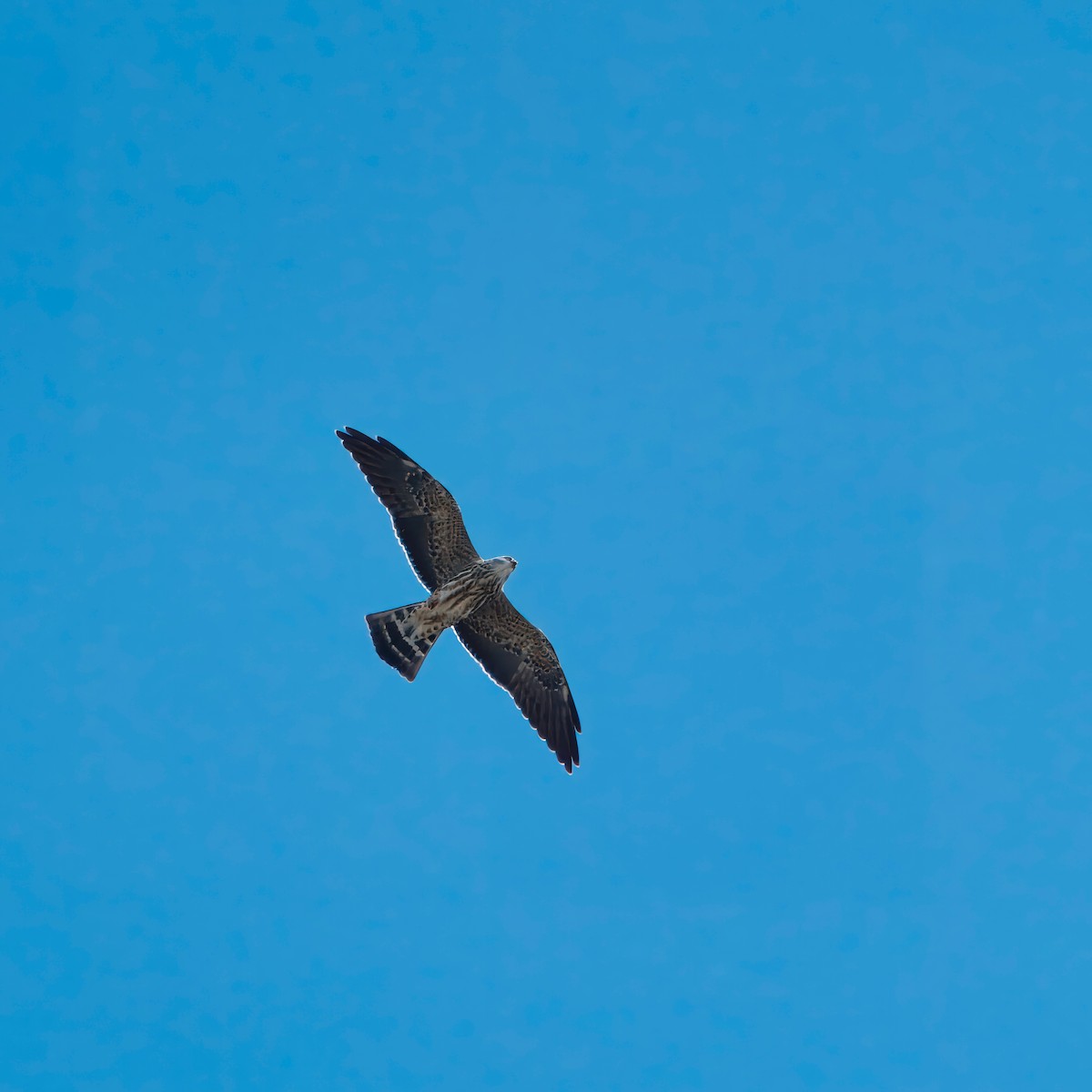 Mississippi Kite - ML623416591