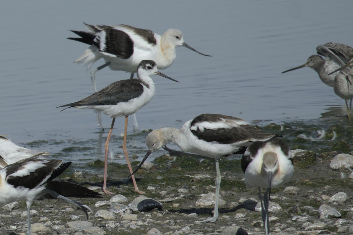 American Avocet - ML623416593