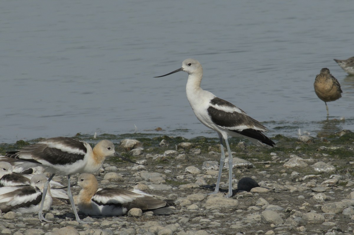 American Avocet - ML623416594