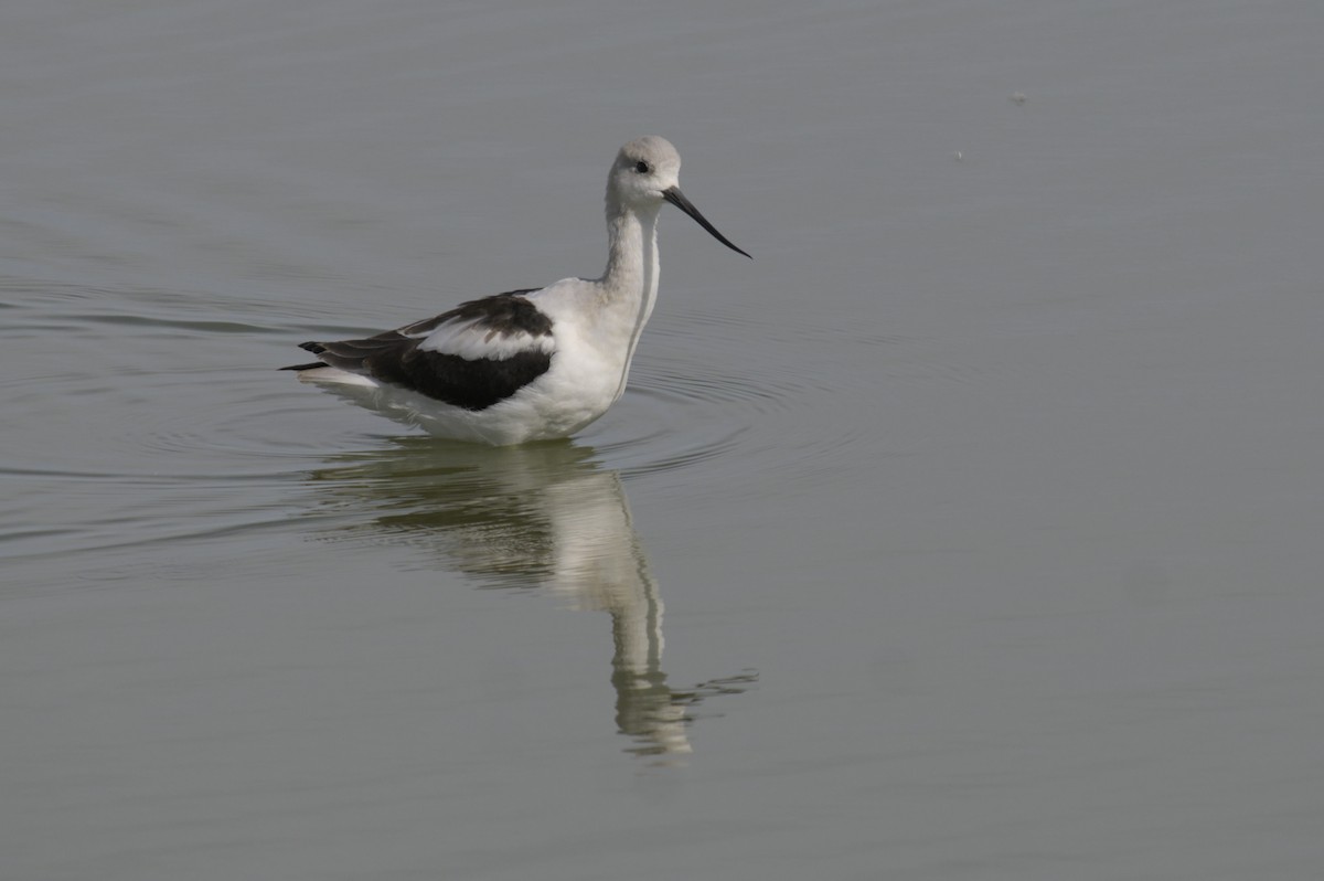 American Avocet - ML623416595