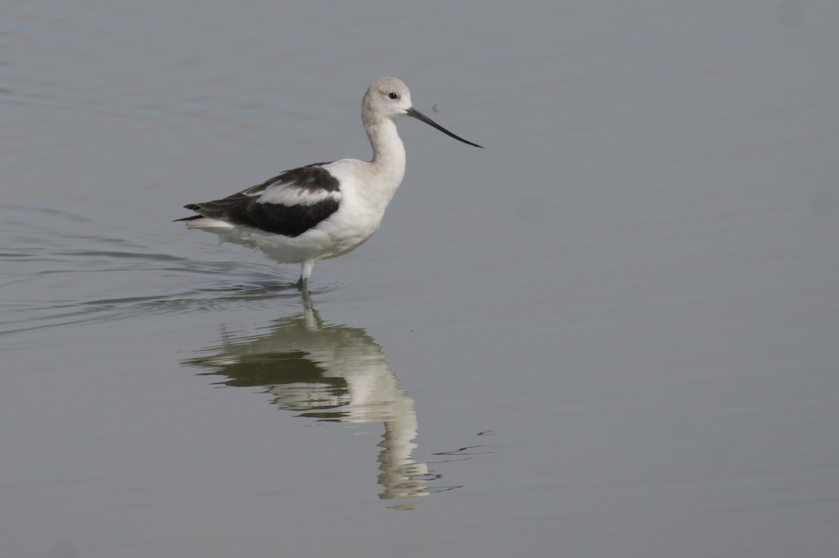 American Avocet - ML623416599