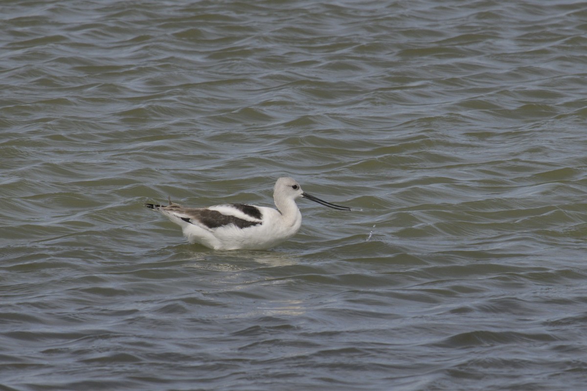 American Avocet - ML623416609