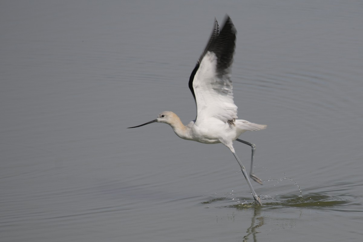 American Avocet - ML623416615