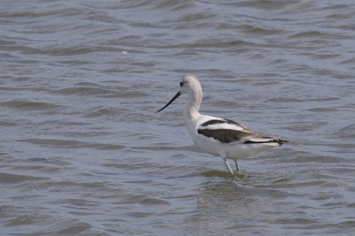 American Avocet - ML623416616